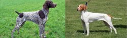German Shorthaired Pointer vs Braque Saint-Germain - Breed Comparison