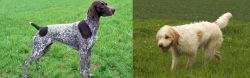 German Shorthaired Pointer vs Briquet Griffon Vendeen - Breed Comparison