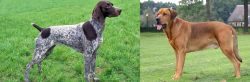 German Shorthaired Pointer vs Broholmer - Breed Comparison