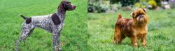German Shorthaired Pointer vs Brussels Griffon - Breed Comparison