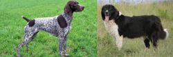German Shorthaired Pointer vs Bulgarian Shepherd - Breed Comparison