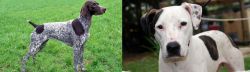 German Shorthaired Pointer vs Bull Arab - Breed Comparison