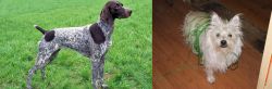German Shorthaired Pointer vs Cairland Terrier - Breed Comparison