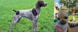 German Shorthaired Pointer vs Chihuahua - Breed Comparison