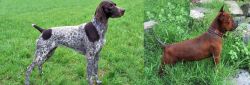 German Shorthaired Pointer vs Chinese Chongqing Dog - Breed Comparison