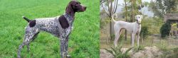 German Shorthaired Pointer vs Chippiparai - Breed Comparison