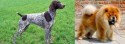 German Shorthaired Pointer vs Chow Chow - Breed Comparison