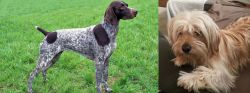 German Shorthaired Pointer vs Cyprus Poodle - Breed Comparison