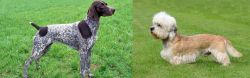 German Shorthaired Pointer vs Dandie Dinmont Terrier - Breed Comparison
