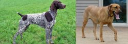 German Shorthaired Pointer vs Danish Broholmer - Breed Comparison