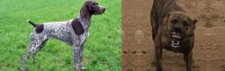 German Shorthaired Pointer vs Dogo Sardesco - Breed Comparison