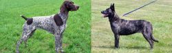 German Shorthaired Pointer vs Dutch Shepherd - Breed Comparison