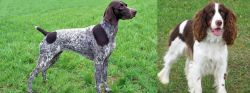 German Shorthaired Pointer vs English Springer Spaniel - Breed Comparison