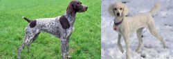 German Shorthaired Pointer vs Poodle - Breed Comparison