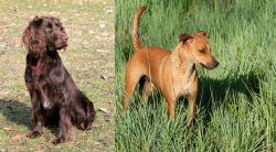 German Spaniel vs Africanis - Breed Comparison