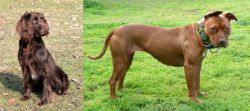 German Spaniel vs American Pit Bull Terrier - Breed Comparison