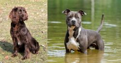 German Spaniel vs American Staffordshire Terrier - Breed Comparison