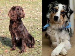 German Spaniel vs Australian Collie - Breed Comparison