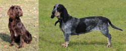 German Spaniel vs Basset Bleu de Gascogne - Breed Comparison