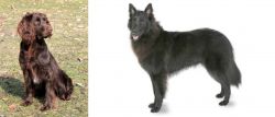 German Spaniel vs Belgian Shepherd - Breed Comparison