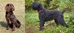 German Spaniel vs Black Russian Terrier - Breed Comparison