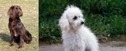 German Spaniel vs Bolognese - Breed Comparison
