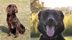 German Spaniel vs Borador - Breed Comparison