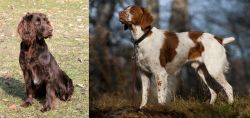 German Spaniel vs Brittany - Breed Comparison