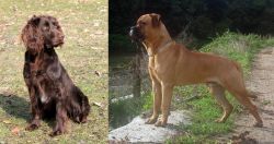German Spaniel vs Bullmastiff - Breed Comparison