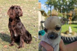 German Spaniel vs Chihuahua - Breed Comparison