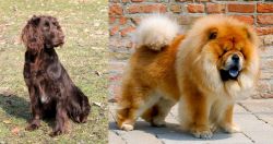 German Spaniel vs Chow Chow - Breed Comparison