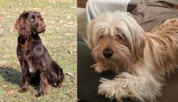 German Spaniel vs Cyprus Poodle - Breed Comparison