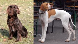 German Spaniel vs English Pointer - Breed Comparison