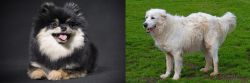 German Spitz (Klein) vs Abruzzenhund - Breed Comparison