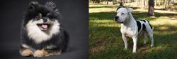 German Spitz (Klein) vs American Bulldog - Breed Comparison