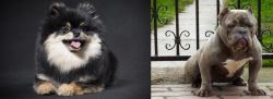 German Spitz (Klein) vs American Bully - Breed Comparison