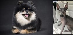 German Spitz (Klein) vs American Hairless Terrier - Breed Comparison
