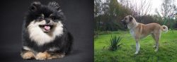 German Spitz (Klein) vs Anatolian Shepherd - Breed Comparison