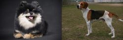 German Spitz (Klein) vs Anglo-Francais de Petite Venerie - Breed Comparison
