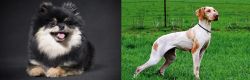 German Spitz (Klein) vs Ariege Pointer - Breed Comparison