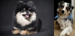 German Spitz (Klein) vs Australian Collie - Breed Comparison