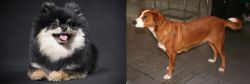 German Spitz (Klein) vs Austrian Pinscher - Breed Comparison