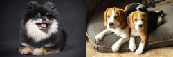 German Spitz (Klein) vs Beagle - Breed Comparison