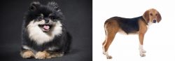 German Spitz (Klein) vs Beagle-Harrier - Breed Comparison