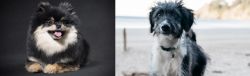 German Spitz (Klein) vs Bordoodle - Breed Comparison