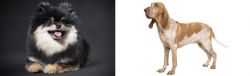 German Spitz (Klein) vs Bracco Italiano - Breed Comparison