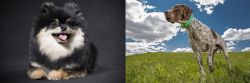 German Spitz (Klein) vs Braque Francais (Pyrenean Type) - Breed Comparison