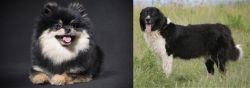 German Spitz (Klein) vs Bulgarian Shepherd - Breed Comparison