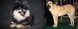 German Spitz (Klein) vs Central Anatolian Shepherd - Breed Comparison