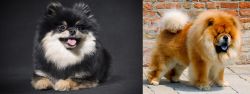 German Spitz (Klein) vs Chow Chow - Breed Comparison
